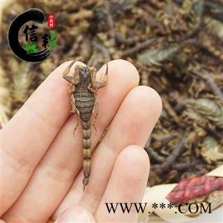 海南全虫全蝎盐水货颜色偏黑8成干完整度高抓药用蝎子专注品质，诚信信邦！图4