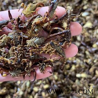 海南全虫全蝎盐水货颜色偏黑8成干完整度高抓药用蝎子专注品质，诚信信邦！图2