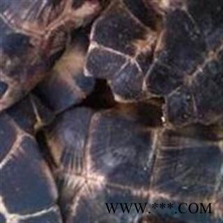 龟板 旱龟板 掉价了！！独特花纹！ 燕尾岔！产地直销  产地 湖南省图2