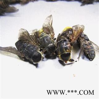 虻虫 牛虻虫 牤虫 正品保证质量7天无理由退货退款 中药材批发 丽丽药业图3