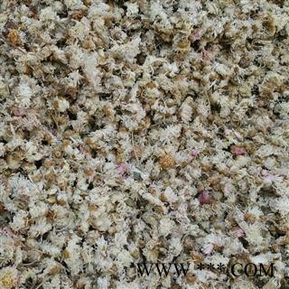 精品选装白菊花 新货颜色好图2