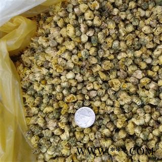 胎菊 桐乡胎菊王 产地 浙江省图3