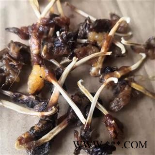 安祁名药中药材羊鞭 貂鞭 另有狗鞭蛇鞭图2