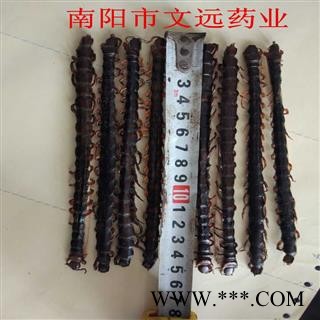 蜈蚣 选 蜈蚣大条精选货14-15cm 产地 海外图3