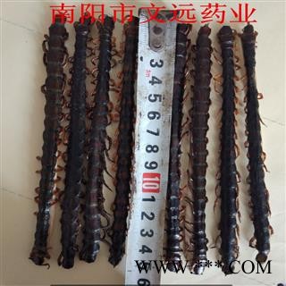 蜈蚣 选 蜈蚣大条精选货14-15cm 产地 海外图2