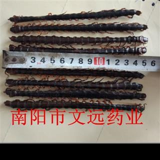蜈蚣 选 蜈蚣大条精选货14-15cm 产地 海外图4