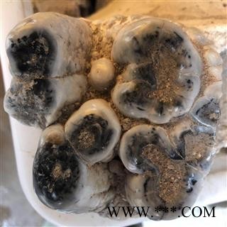 龙齿 正品纯龙齿 产地 甘肃省图3