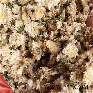 菊花 七月菊 产地 贡菊 浙江省图2