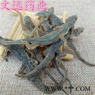 天龙 壁虎 天龙 大统 产地 海外图3