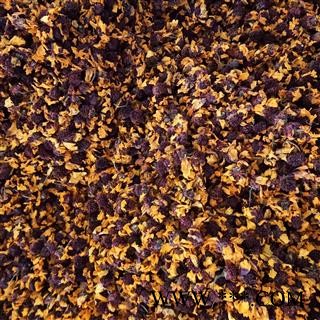 雪菊 菊花 凯捷中药 产地 新疆维吾尔自治区巴音郭楞蒙古自治州若羌县图3