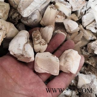 新辉药业正品龙齿 白龙齿 青龙齿图2