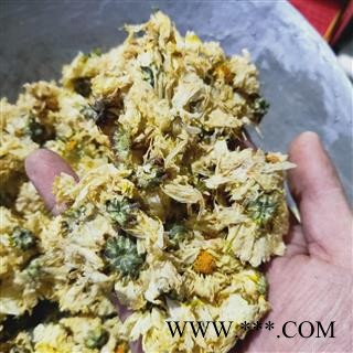 菊花 杭白菊胎菊统货 产地 浙江省图3