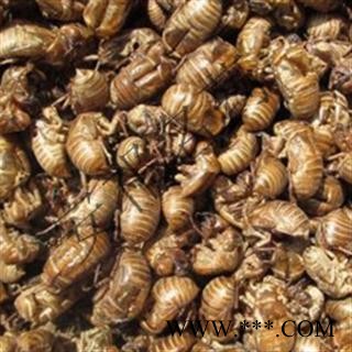安祁名药蝉蜕 蝉蜕统货 产地 河北省图2