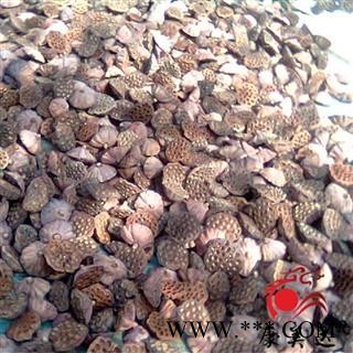 莲房 统货 产地 江西省 凯捷中药图3