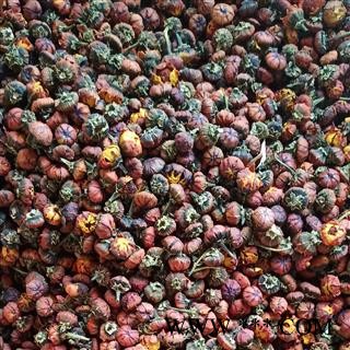 雪菊 昆仑雪菊 产地 新疆维吾尔自治区图3