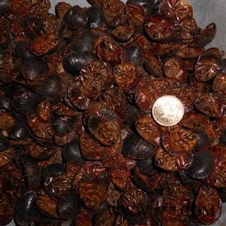 土元 过筛子无粉末 土元 土鳖虫 精选大统装 水洗腹空大个 产地 河南省南阳市南召县图3