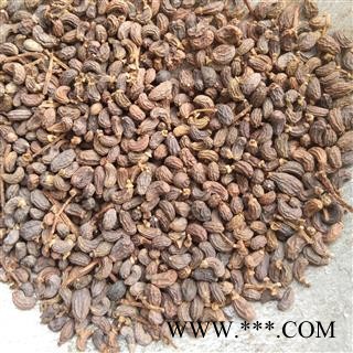 鸡腰女贞子 统 产地 山东省荷泽市图2