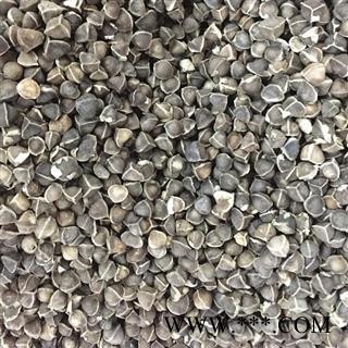 印度进口辣木籽 辣木子 成熟饱满图3