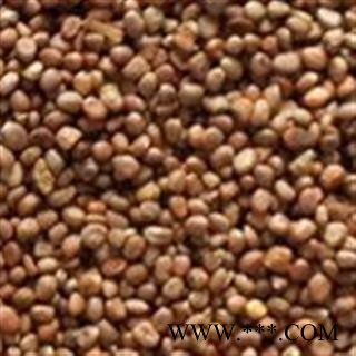 莱菔子 统 产地 河南省图2