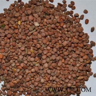 莱菔子 统 产地 河南省图3