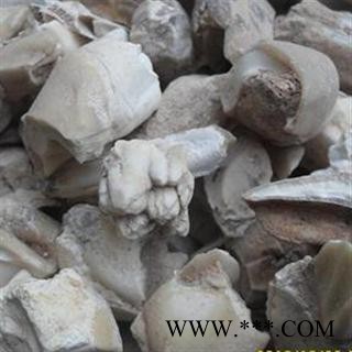 小超中药材超市 龙齿 02 龙齿 选 产地 黑龙江省图2