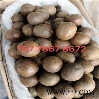 罗汉果大果  一百个发货图3