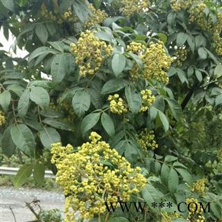 新货贵州野生中草药中花吴茱萸500g包邮 中药材吴萸吴朱萸吴茱芋图4