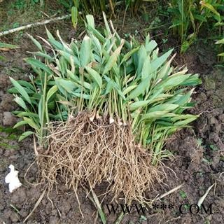 川砂仁 种苗 产地 四川省南充市营山县图2