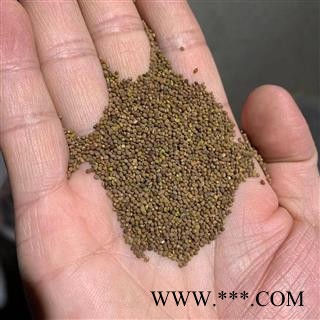 菟丝子 菟丝子水洗选货 产地 甘肃省