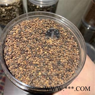 大菟丝子 大菟丝子统货 产地 四川省图2