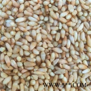 批发柏子仁批发中药材图4