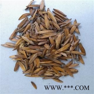 统喜树果 产地广西壮族自治区百色市市辖区  库存50公斤 可售图2