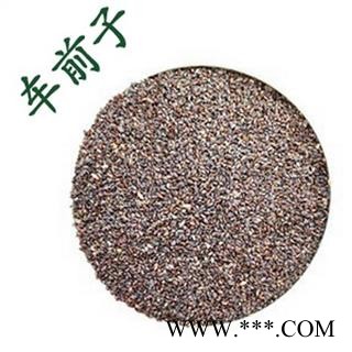 车前子 车前籽 1000克图2