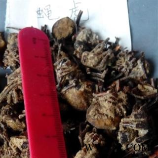 世元药业 圆蝇虎 大黑蜘蛛 药用 狼蛛 圆蛛网虫 扁蛛园蛛图2