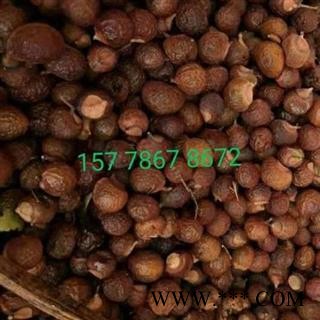 无患子、木患子、洗手果 一斤起发货包邮图2