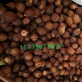 无患子、木患子、洗手果 一斤起发货包邮图3