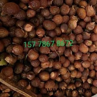 无患子、木患子、洗手果 一斤起发货包邮图4