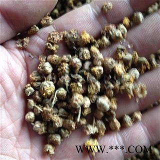 野菊花 花茶级别（大颗粒） 产地 湖北省鄂州市华容区图3