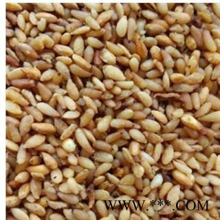 柏子仁 无硫无杂柏子仁选货 产地 山东省【良心经营 信誉第一】 一次合作 终身朋友图3