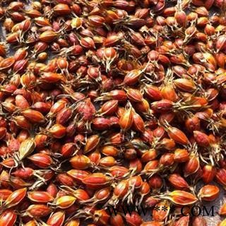 栀子 统 产地 江西省图2