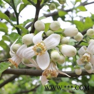 【满250包邮】化橘红花茶 正宗化州橘红花纯花瓣 清淡祛痰 原产地 精选图4