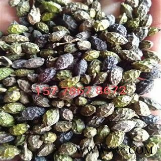 鸦胆子 一斤起发货包邮图3