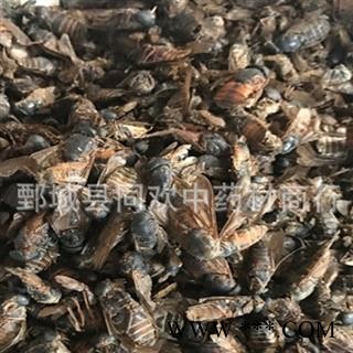 【好统货牛虻虫】@【同欢药材】中药材批发供应  规格齐全 量大从优  产地 陕西省图2