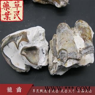 草民甄选青龙齿 龙齿大个 正品龙齿 实物如图 专业批发量大从优图3