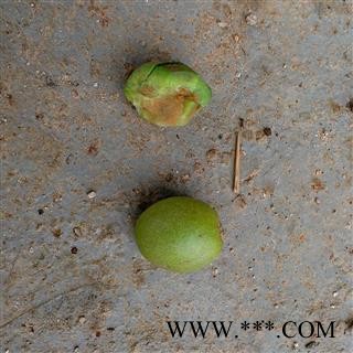 诃子 诃子统个 产地 云南省临沧市云县图3