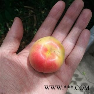 苦杏仁 秦岭野生杏仁 手工分拣500g图2