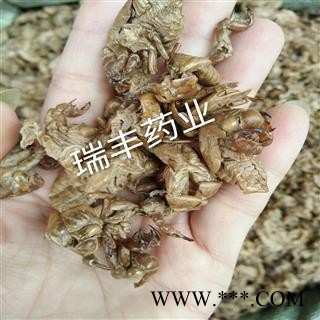 蝉蜕 蝉蜕统货 产地 河北省图2