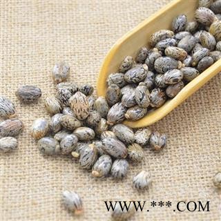 蓖麻子 秦岭野生优质蓖麻子 手工采摘分拣 日晒500g图3