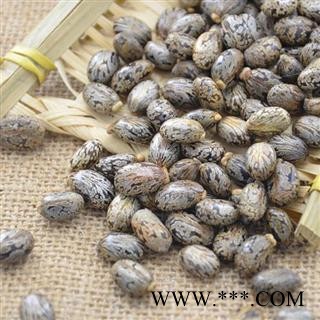 蓖麻子 秦岭野生优质蓖麻子 手工采摘分拣 日晒500g图4