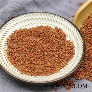 褚实子500g 新货楮实子 褚实籽 褚实米楮实米楮实构树果图3